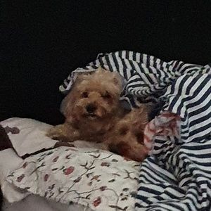 Meet your Posher, Jasmine